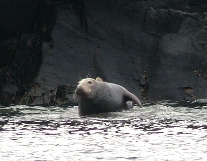 Wild (and not so Wild) Life on Mull