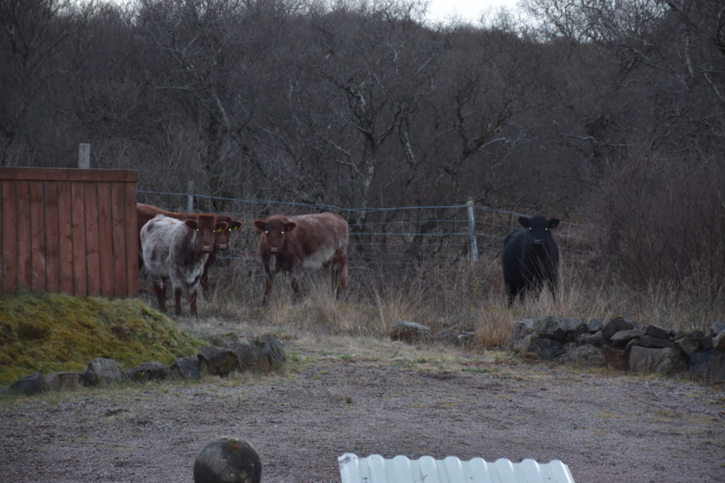 Cows in Killoran House Car Park