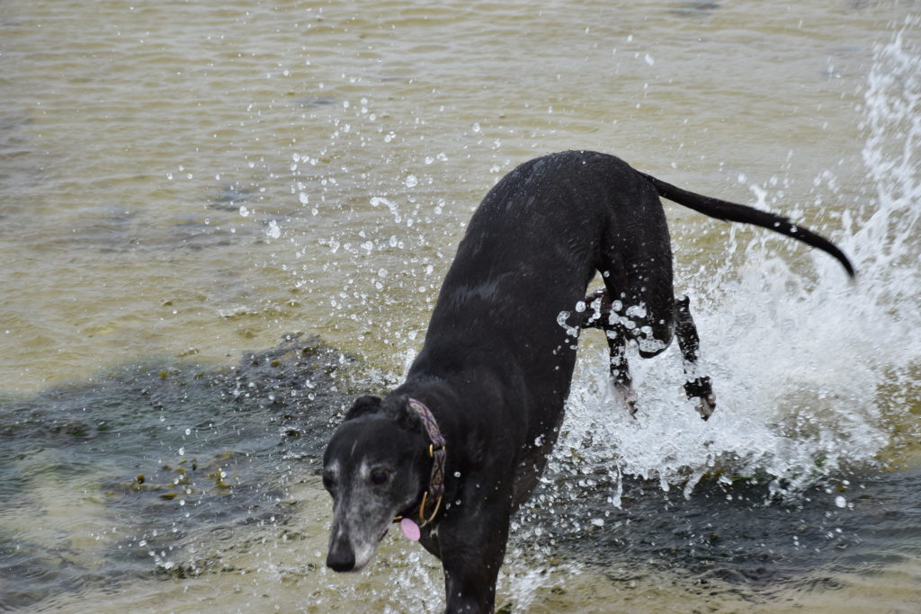 Ruby at Langamull