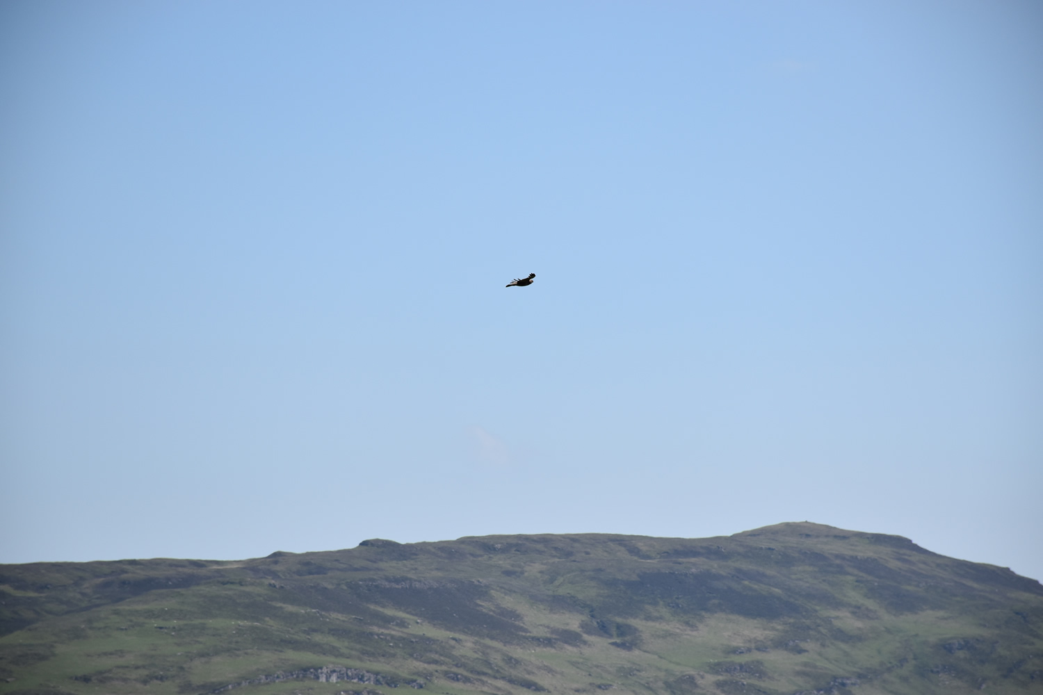 White Tailed Eagle at Killoran House May 2017 (02)