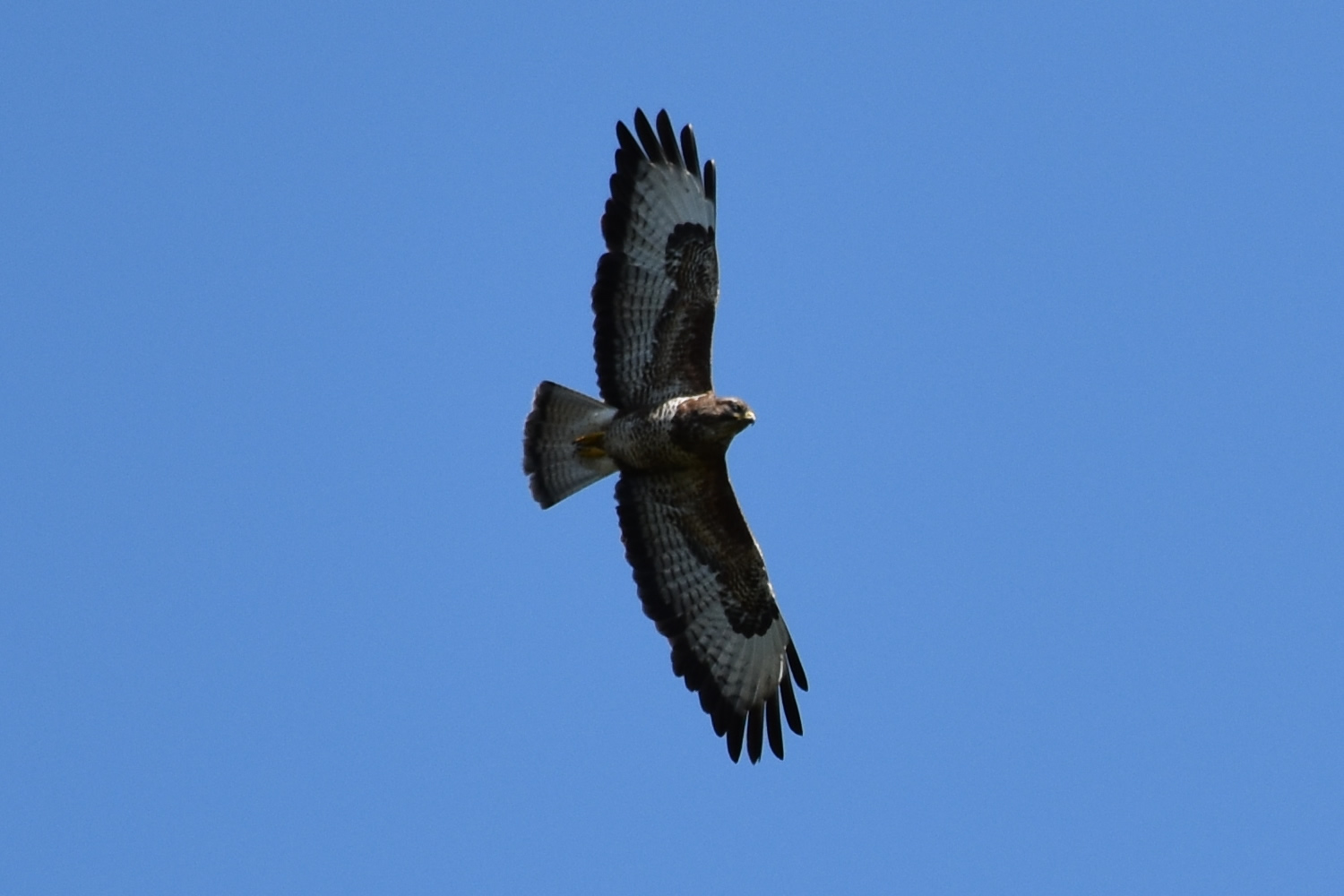 White Tailed Eagle at Killoran House May 2017 (03) - Zoomed