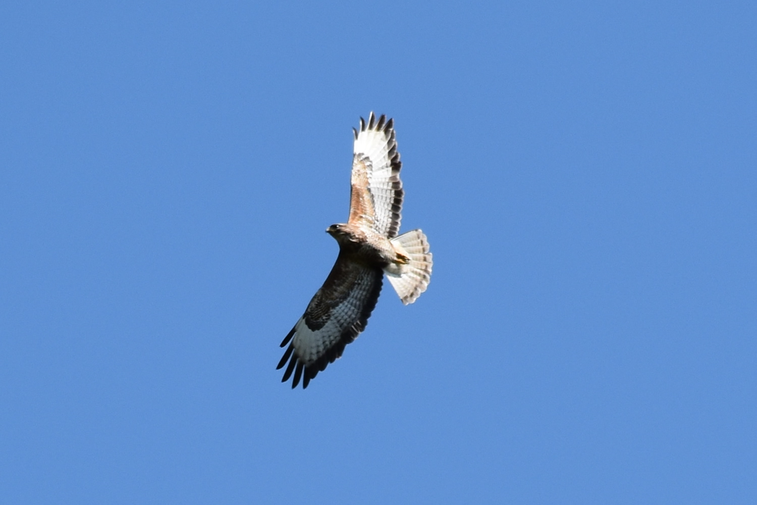 White Tailed Eagle at Killoran House May 2017 (04) - Zoomed