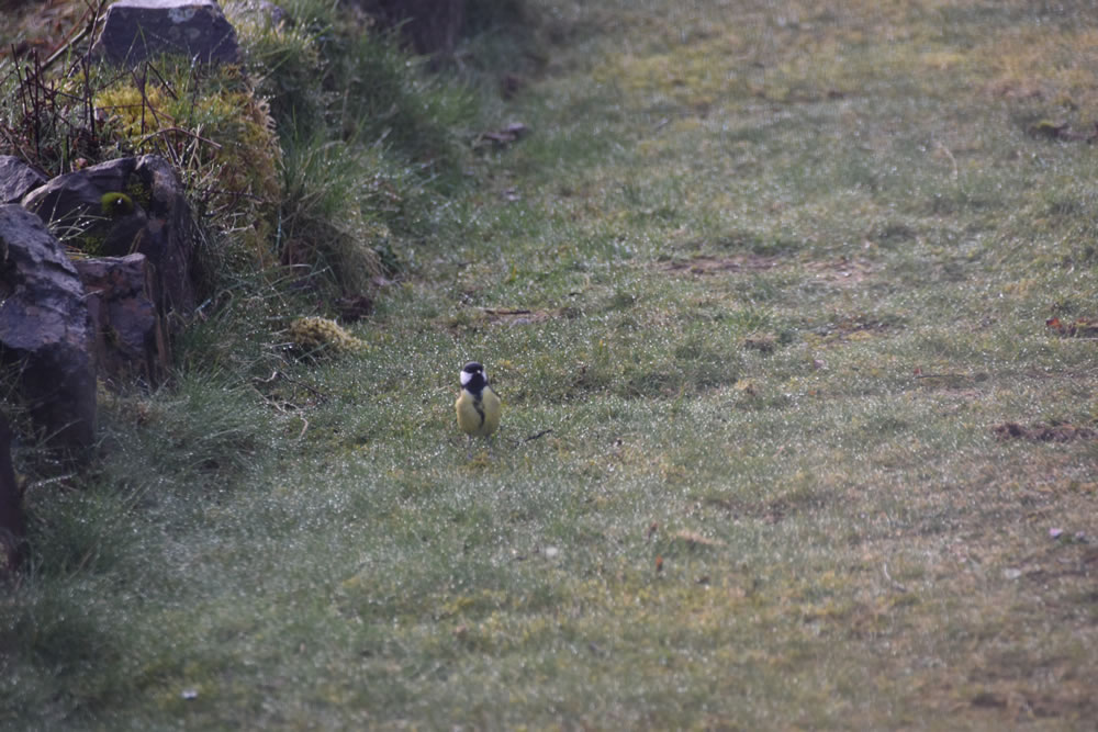 Postcards from Mull 20200331-2