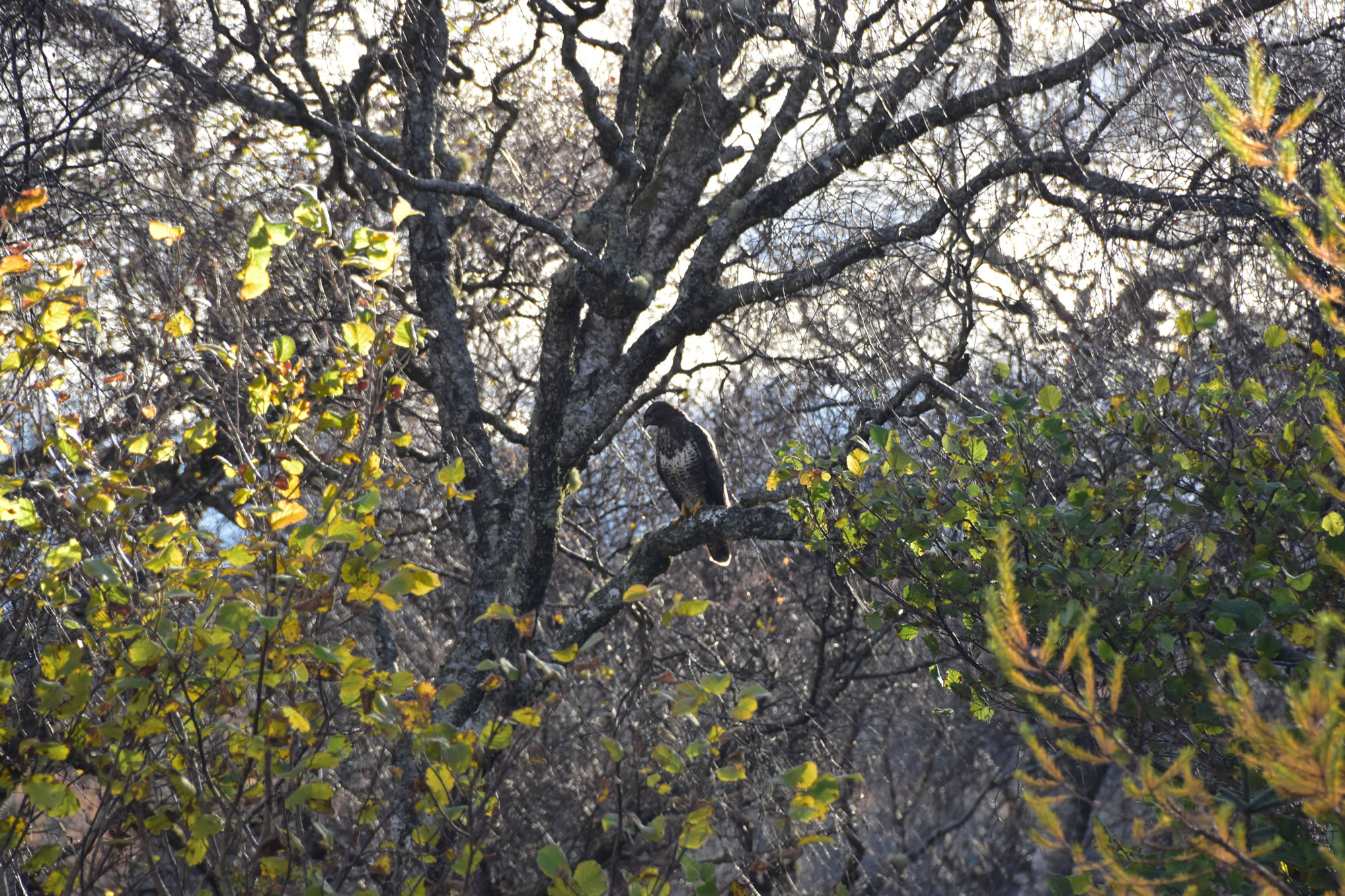 …and Birds in the Trees…