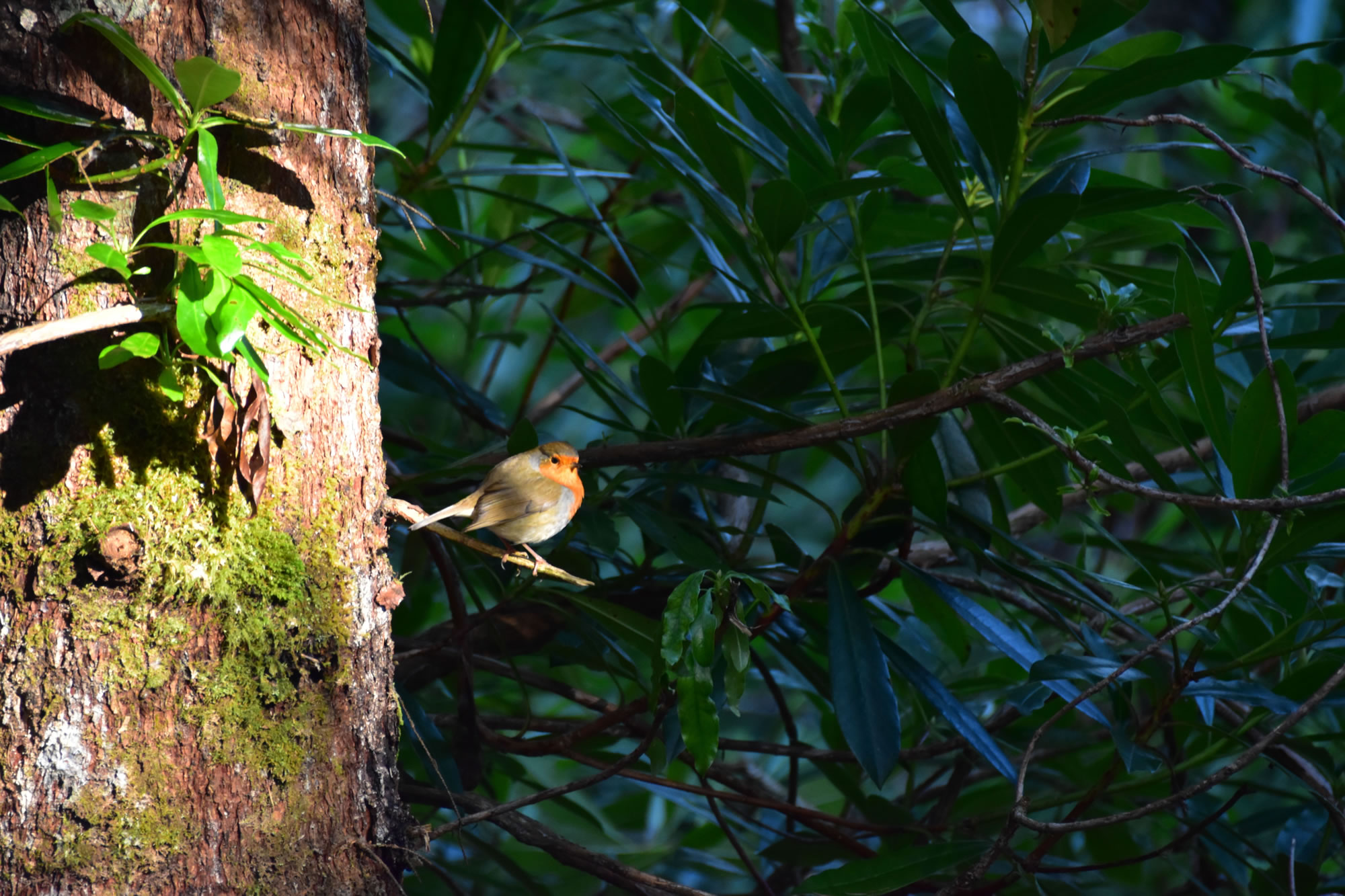 …with Birds in the Trees…