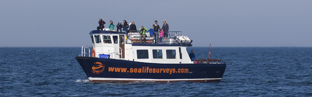 Sea Life Surveys Header Image