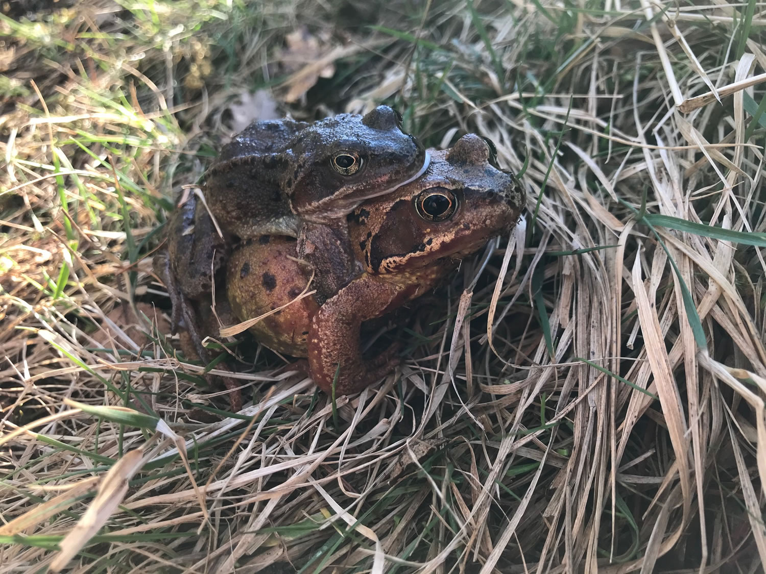 Thursday 4th March 2021 – Frogs in Spring